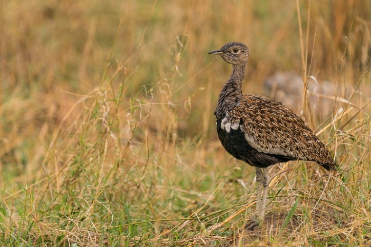 098 Zimbabwe, Hwange NP, kuiftrap.jpg